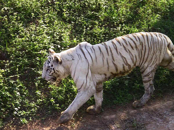 Nandankanan Zoo