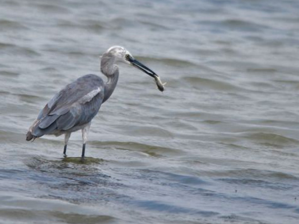 Pulicat
