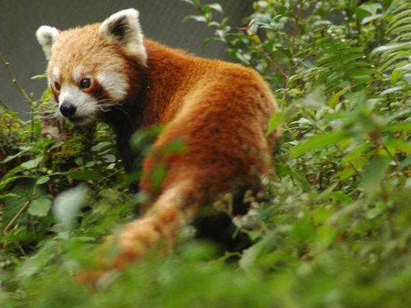 Himalayan Zoological Park