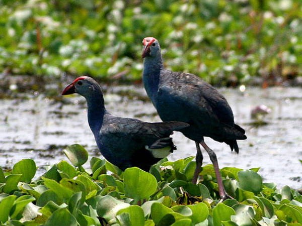 Vembanad Lake