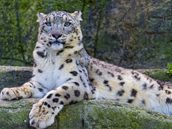 Wildlife