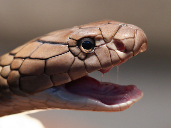 Parassinikkadavu Snake Park