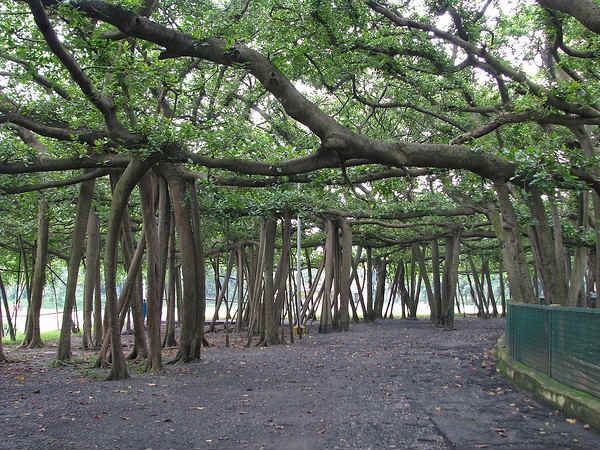Botanical Gardens