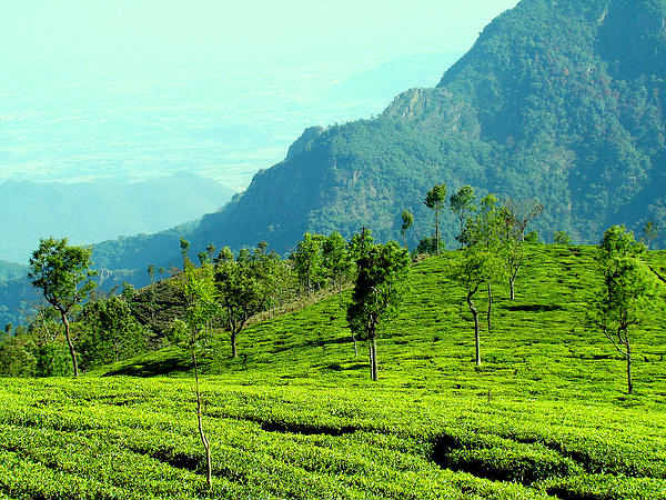 Ooty, Tamil Nadu