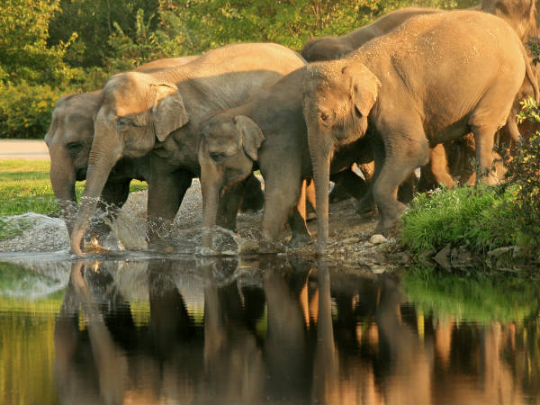 Mudumalai, Tamil Nadu