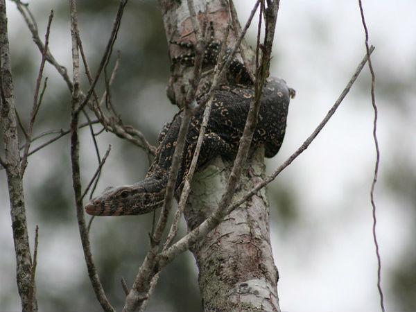 Sunderbans in Pictures