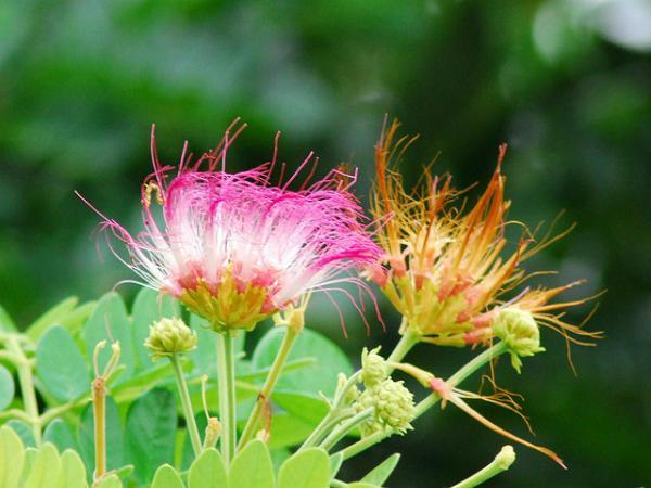 Sunderbans in Pictures