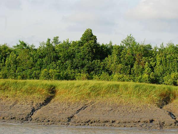 Sunderbans in Pictures