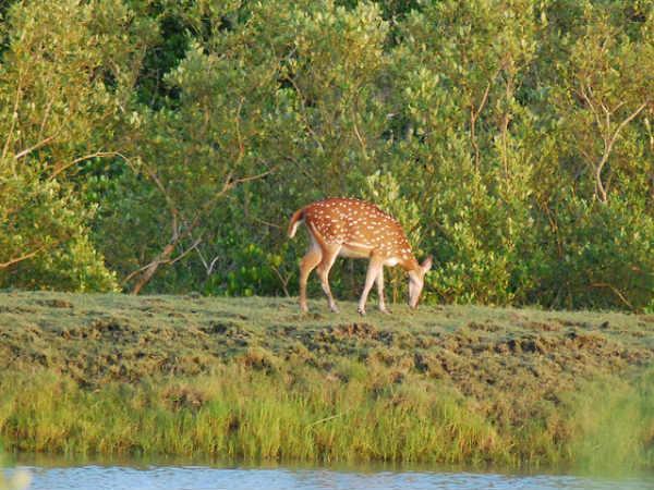 Sunderbans in Pictures