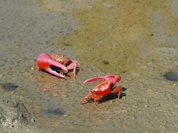 Sunderbans in Pictures
