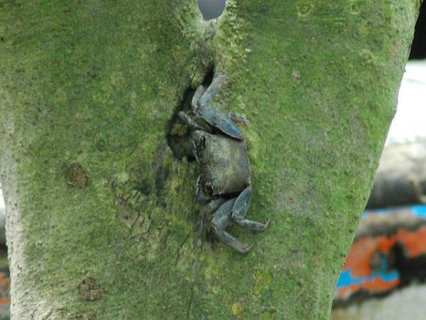 Sunderbans in Pictures