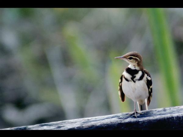 Sunderbans in Pictures