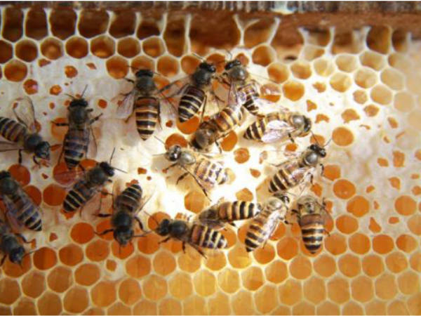 The Honeybee Centre