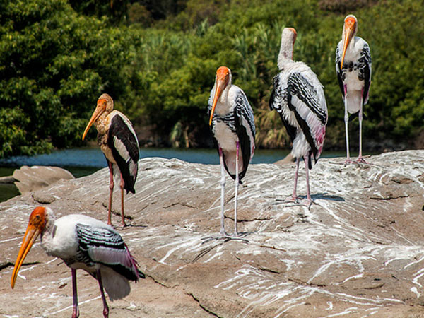 Weekend Getaways : Ranganathittu Bird Sanctuary Near Mysore - Nativeplanet
