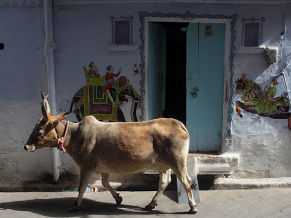 Art In Udaipur