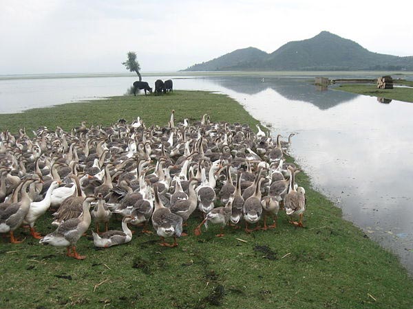 Wular Lake