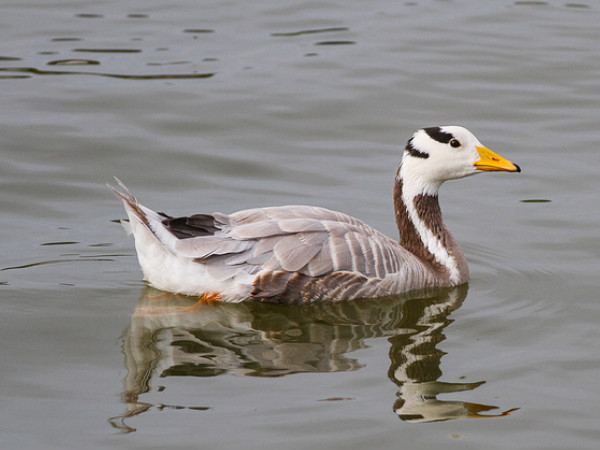 Pani Dihing Bird Sanctuary