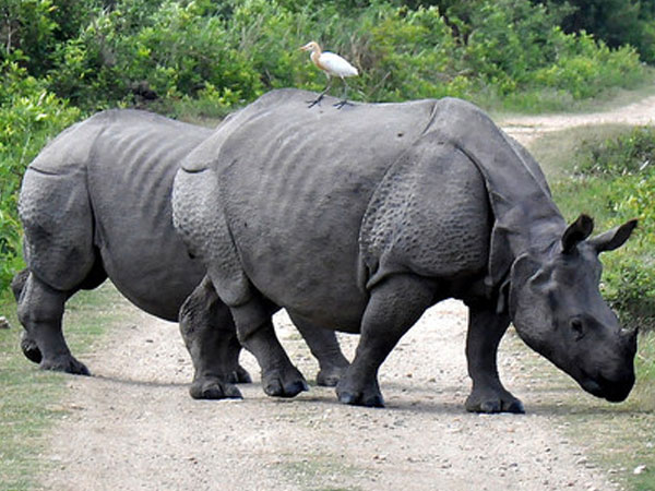 Kaziranga National Park