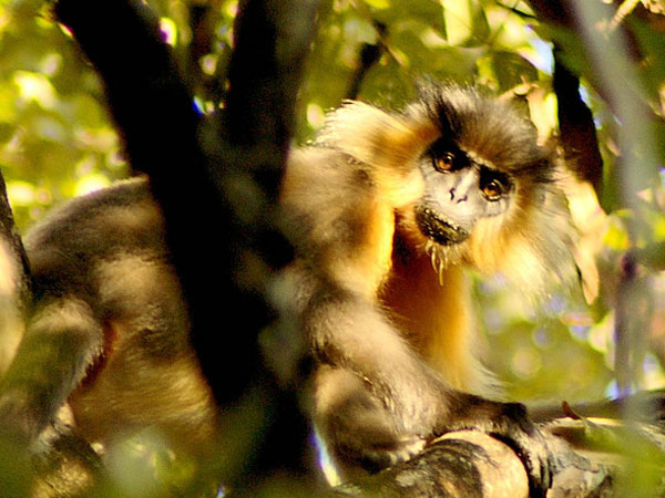 Manas National Park