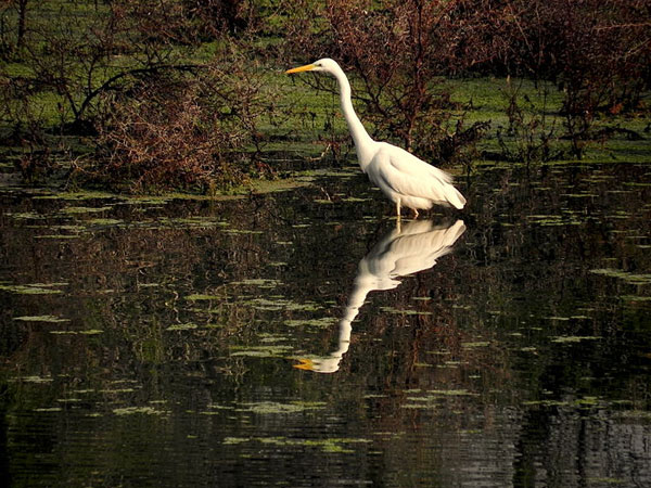 Keoladeo National Park
