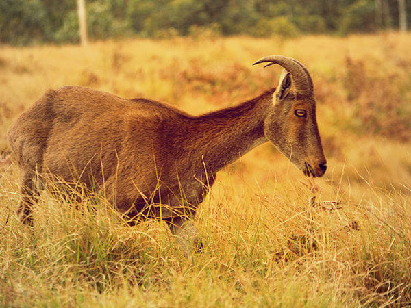 Mukurthi National Park
