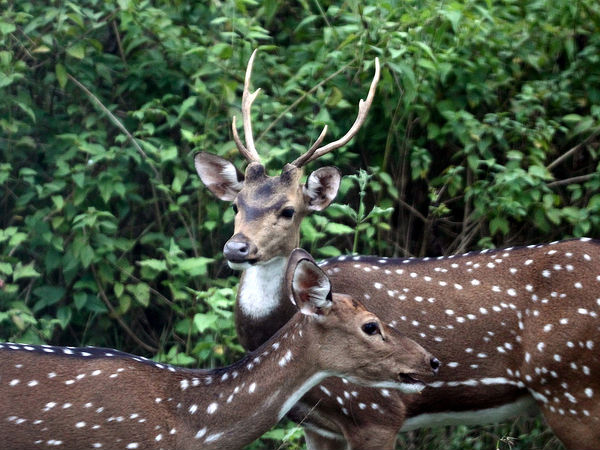 Bandipur Jungle Safari