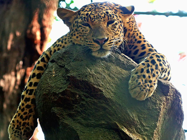 Bannerghatta National Park