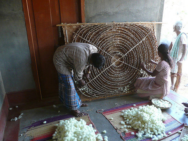 Silk-Worm Farming