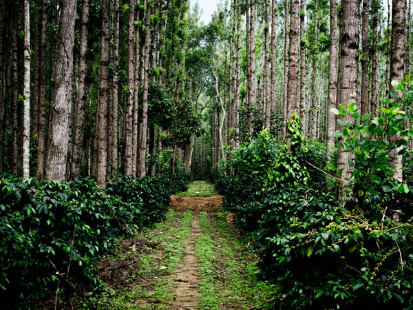 Chikmagalur Coffee Plantations – Coffee Trails