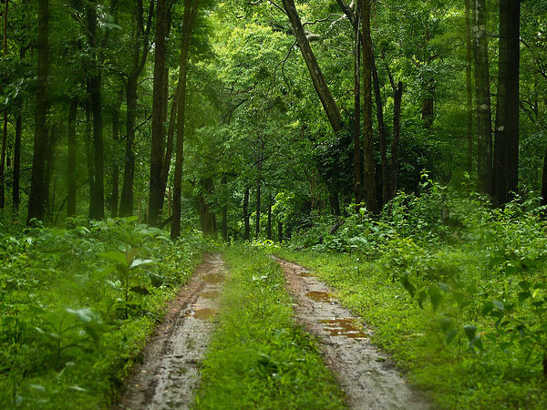 Bhadra Wildlife Sanctuary – Jungle Trails