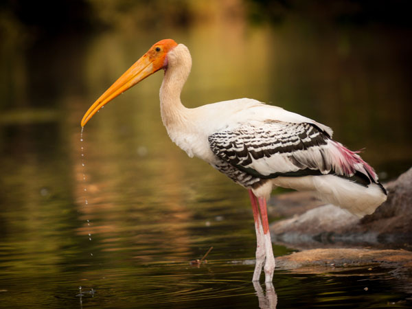 Ranganthittu Bird Sanctuary – Avian Beauty