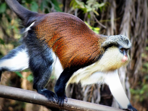 No Monkey Business!