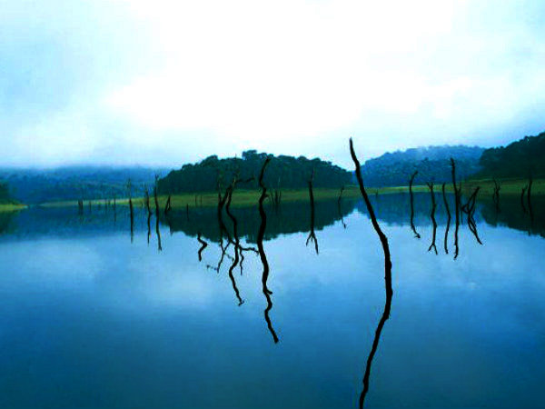 Swamps of Thekkady