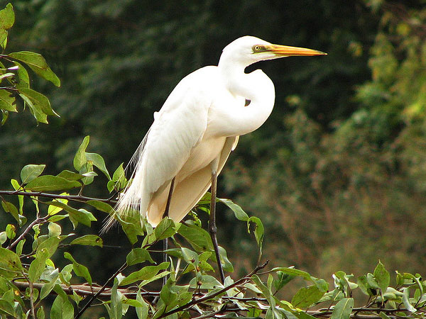 Mandagadde Bird Sanctuary