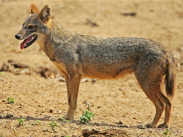 Sitamata Wildlife Sanctuary