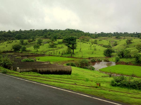 Lush Greenery Born Of Rains