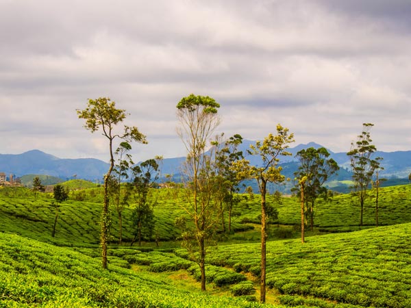 Valparai