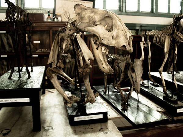 Museums