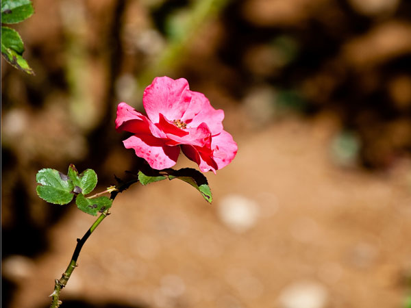 Silk Farms and Rose Gardens