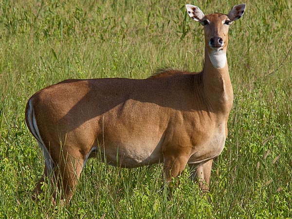 Velavadar Black Buck National Park