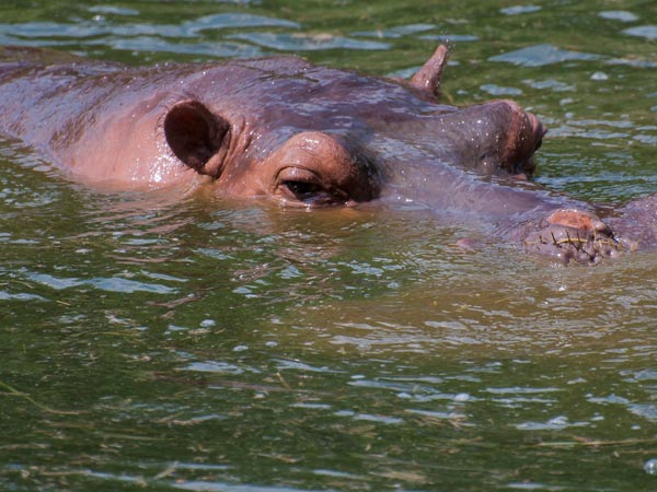 Nandankanan Zoological Park