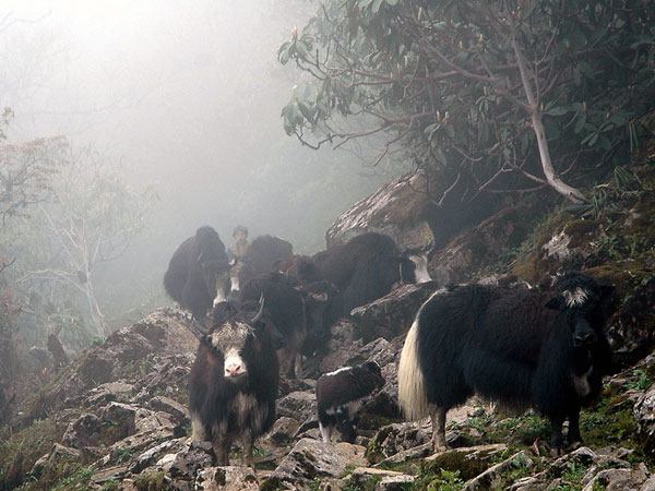 Encountering Gentle Beasts