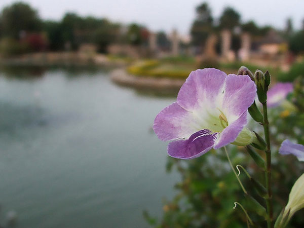 Botanical Garden