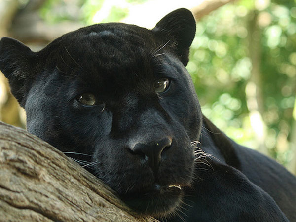 Nehru Zoological Park