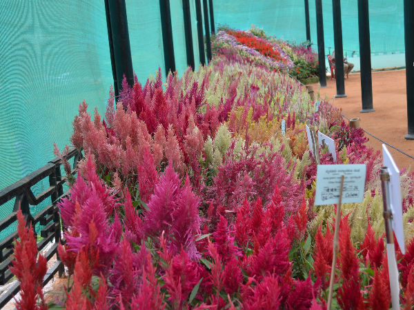 A Riot of Flowers