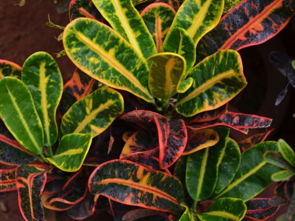 Varied Hues of Green