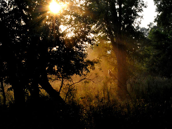 Rajaji National Park