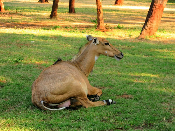 Malsi Deer Park