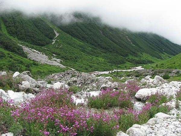 Valley of Flowers