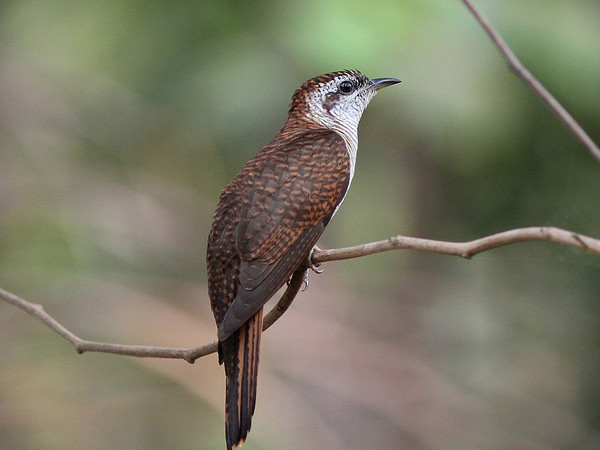 Kumarakom Bird Sanctuary
